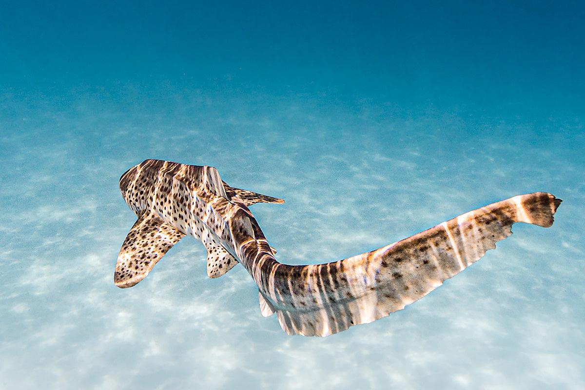 World Oceans Day Winner - Emma Hanney - AquaTech Water Imaging Technology